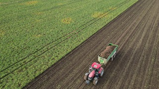 Das Mercosur-Abkommen sorgt bei landwirtschaftlichen Betrieben im Südwesten für Unruhe (Symbolbild: Zuckerrüben-Ernte)