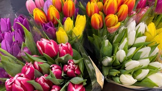 Bunte Tulpen im Februar machen gute Laune. Es gibt sie günstig im Supermarkt. Ein Strauß kostet manchmal nur 2,49 Euro. Worauf kann ich beim Kauf achten - oder lieber Finger weg?