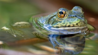 Der Ochsenfrosch, beheimatet unter anderem in den USA und Kanada, breitet sich in Baden-Württemberg und Rheinland-Pfalz aus, ist aber eine invasive Art - und wird bejagt.