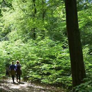 Waldbrände werden meist von Besuchern entdeckt und gemeldet.