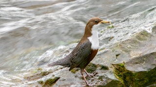 Eine Wasseramsel am Rande eines Gewässers. Die Vögel leiden unter den Folgen von Trockenheit.