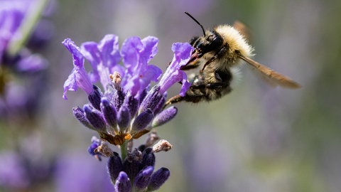 Eine Biene bestäubt Lavendel