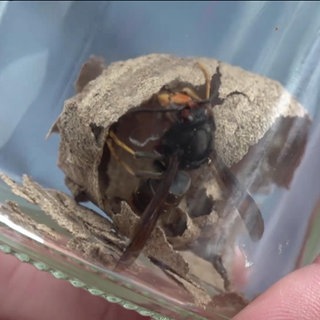 Die Asiatische Hornisse breitet sich rasant in Baden-Württemberg aus. Im Kreis Karlsruhe werden die Nester des Tieres zerstört.