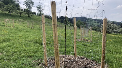 Sabine Schütze-Kurth