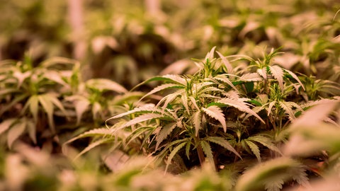 Cannabisplanzen stehen im Blühraum einer Produktionsanlage für medizinisches Cannabis.