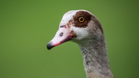 Eine Nilgans schaut am 4. April 2017 im Zoo Wilhelma in Stuttgart auf einer Wiese zum Fotografen.