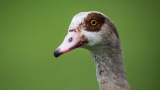 Eine Nilgans schaut am 4. April 2017 im Zoo Wilhelma in Stuttgart auf einer Wiese zum Fotografen.