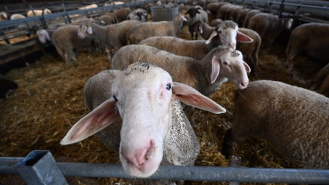 Schafe und Lämmer stehen in einem Stall. Momentan breitet sich das Blauzungenvirus in Baden-Württemberg aus. Sind die Schafe ungeimpft, kann eine Infektion für sie tödlich enden. 