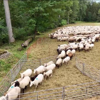 Viele Schafe