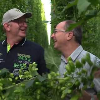 Zwei Männer während der Hopfenernte