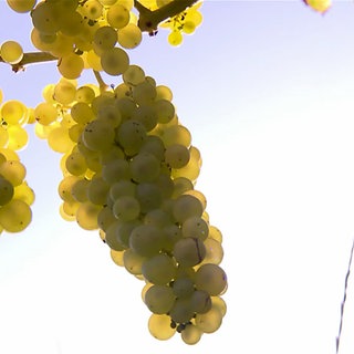 Weintrauben