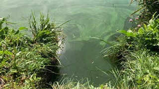 Ein grüner Algenteppich trifft auf grünes Gras am Ufer. Blaualgen vermehren sich bei heißen Temperaturen.