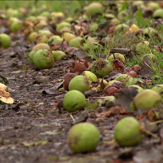 Äpfel auf dem Boden