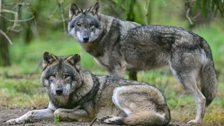 picture alliancedpa | Patrick Pleul