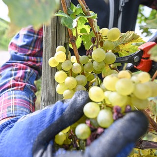 Ein Winzer im Remstal (Rems-Murr-Kreis) erntet Weintrauben.
