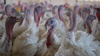 Puten im Stall eines Mastbetriebs