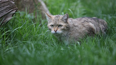Eine Wildkatze in dichtem Gras. In Eberbach im Rhein-Neckar-Kreis entsteht der erste Wald extra für Wildkatzen im Südwesten.