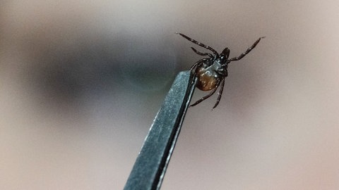 Eine Zecke wird mit einer Pinzette festgehalten. (Symbolbild)