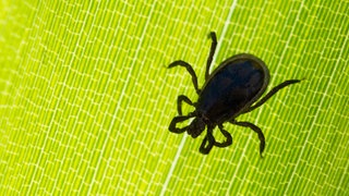 Eine Zecke sitzt auf einem Blatt in einem Garten.