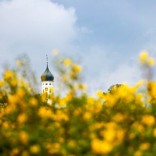 Eine Kirche ragt aus einem Feld mit blühenden Silphien (Symbolbild).