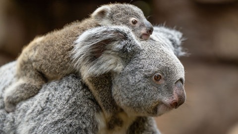 Die Koala-Dame Auburn trägt ihr Jungtier durch das Gehege in der Stuttgarter Wilhelma.