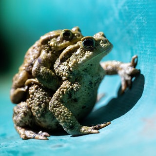Ein Erdrkrötenpaar sitzt an einem Amphibienzaun.