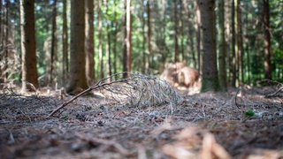 Ein trockener Fichtenast liegt auf dem trockenen Waldboden.