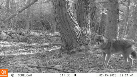 Goldschakal in der Fotofalle