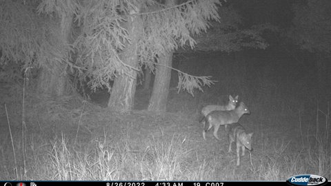 Goldschakale in der Fotofalle
