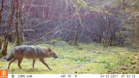 Goldschakal in der Fotofalle