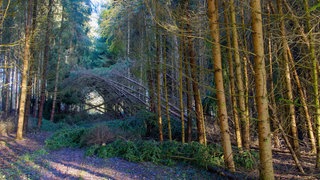 Symbolbild | Verbogene und gebrochene Bäume: Schäden in einem Fichtenwald nach einem Sturm bei Ingerkingen in der Gemeinde Schmemmerhofen (Kreis Biberach).