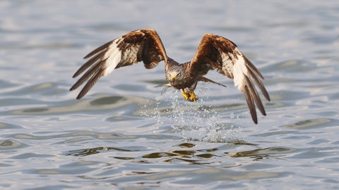 Ein Rotmiland fliegt mit einem erbeuteten Fisch über einen See. Illegale Wildtiertötungen von Bibern, Wölfen oder Greifvögeln sind ein Problem, das tieferliegende gesellschaftliche Konflikte zwischen Naturschutz und einer wirtschaftlichen Nutzung unserer Kulturlandschaft offenbart. 
