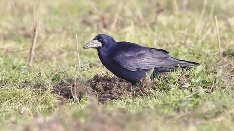 Eine Saatkrähe auf Nahrungssuche auf einem Acker. Ein weiteres Wildtier, das vielen Landwirten Probleme bereitet, ist die Saatkrähe. Saatkrähen fressen Saatgut oder ziehen junge Pflanzen aus dem Boden und verringern so die Ernten. Die Vögel sind allerdings weniger gestreng geschützt als Wolf und Biber. 