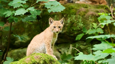 Ein junger Luchs auf einem Fels. Bei Luchsen gibt es in Baden-Württemberg bislang keine bekannten Fälle von mutwilliger, illegaler Tötung. Anders als im Bayerischen Wald, wo seit der Rückkehr des Luchses regelmäßig Tiere verschwanden oder tot aufgefunden wurden.