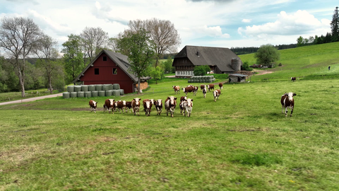 Rinder grasen auf einer Weide im Schwarzwald