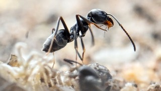 Am Bordstein einer Strasse krabbeln Ameisen. 