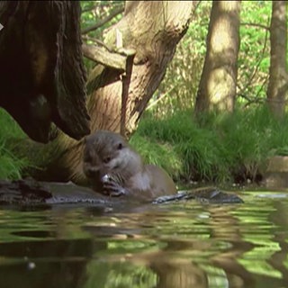 Ein Fischotter verspeist am Ufer eines Baches einen Fisch (Archivbild)