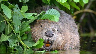 Ein Biber frisst Erlenzweige. Die Population von Bibern wächst in Baden-Württemberg immer weiter.