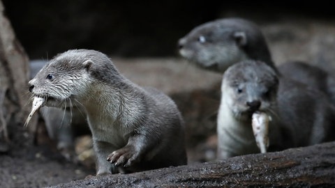 Junge Fischotter mit Fisch im Maul (Symbolbild)