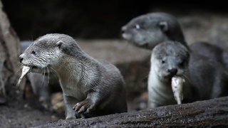 Junge Fischotter mit Fisch im Maul (Symbolbild)
