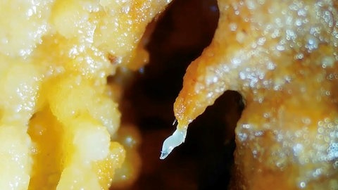 Fadenwürmer bilden zusammen einen Turm aus ihren Körpern, um sich bei Nahrungsknappheit an Fliegen ranzuhängen.