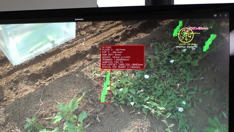 Ein Bilderkennungsalgorithmus erkennt auf einem Foto von einem Spargelfeld, wo ein grüner Spargel in welcher Größe wächst.