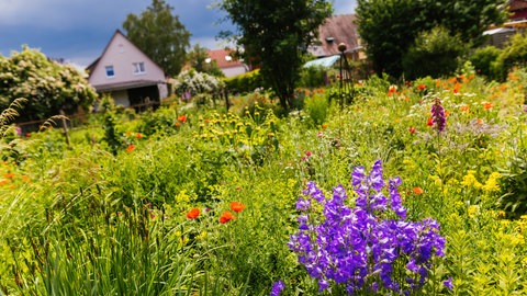 Symbolbild: Bunte Blumen blühen auf einer wuchernden Wiese vor einem Haus. Um seinen Garten vor Hitze und Trockenheit zu schützen, hat der Bund für Umwelt und Naturschutz Deutschland (BUND) Tipps gegeben, wie man seine Wiese fit für den Sommer macht.