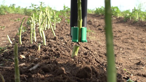 Der Schneidkopf eines KI-Roboters schneidet auf einem Feld einen grünen Spargel ab.