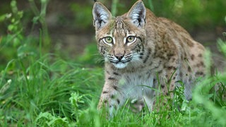 Ein Luchs streift durchs Gras. Luchse breiten sich immer weiter in Baden-Württemberg aus.