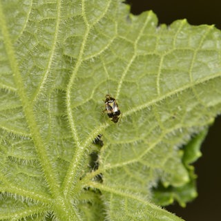 Eine heimische Weichwanze, die gepunktete Nesselwanze, sitzt auf einem Gurkenblatt.