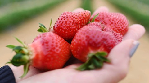 Auf dem Erdbeer- und Spargelhof Böser in der badischen Gemeinde Forst werden frisch geerntete Erdbeeren gezeigt.