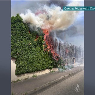 Abgefackelte Grillhecke NEU