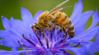 Eine Biene sammelt Nektar und Pollen von einer Blüte einer Kornblume.