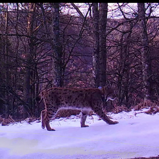 Luchs Wilhelm
